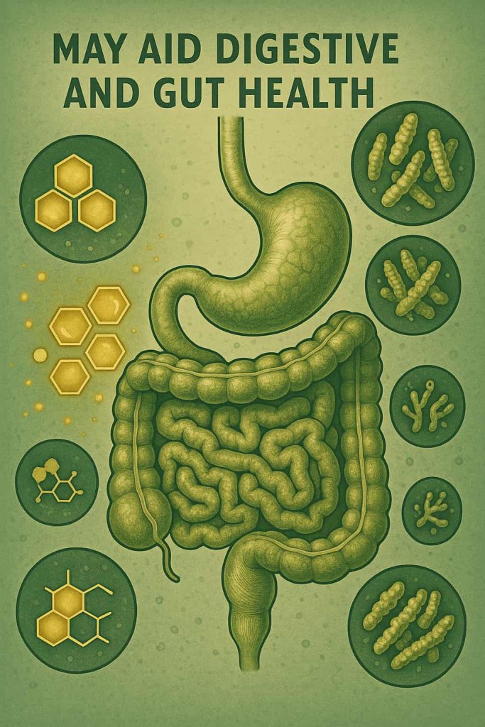 Manuka Honey  May Aid Digestive and Gut Health