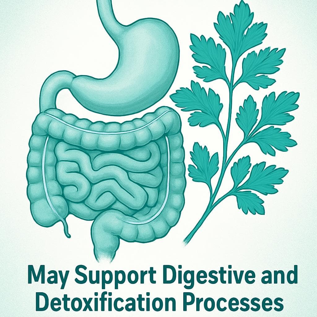 Parsley May Support Digestive and Detoxification Processes