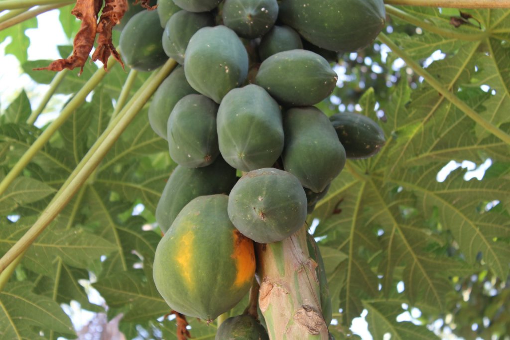 a bunch of green fruit hanging from a tree
