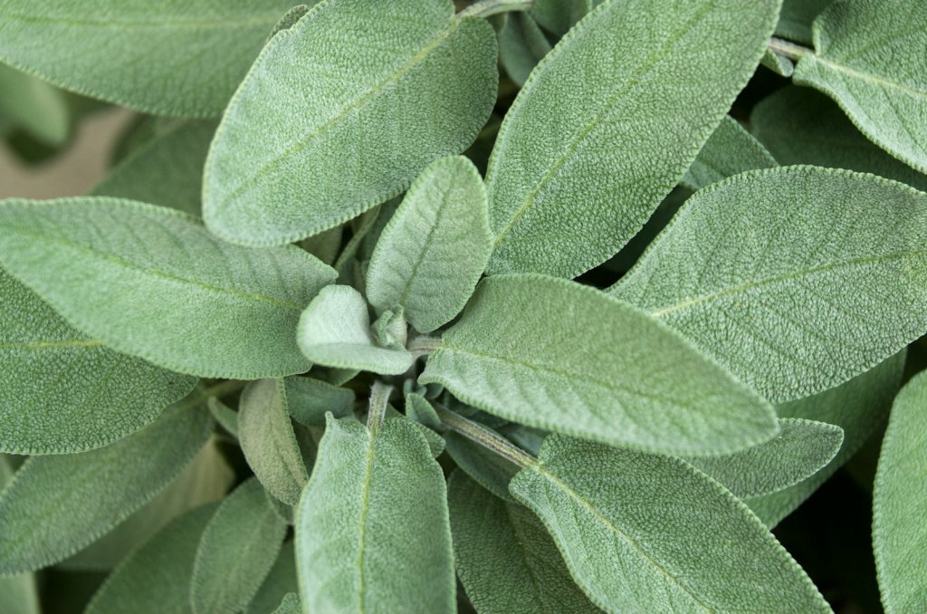 A close up of a green plant with leaves