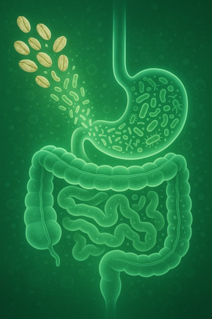 Oatmeal Promotes Digestive Health