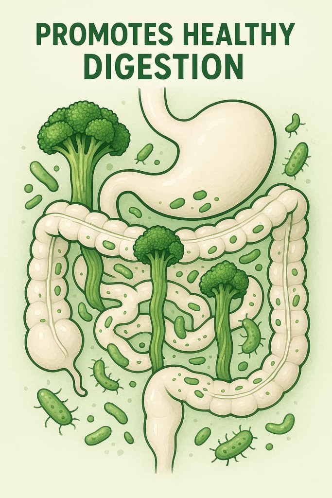 Broccoli Promotes Healthy Digestion