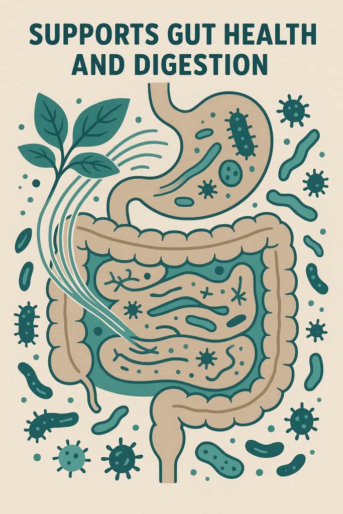 Basil Supports Gut Health and Digestion