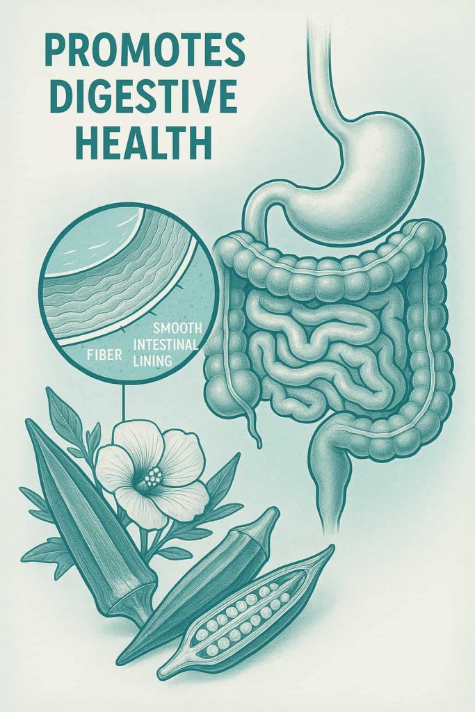 Okra Promotes Digestive Health