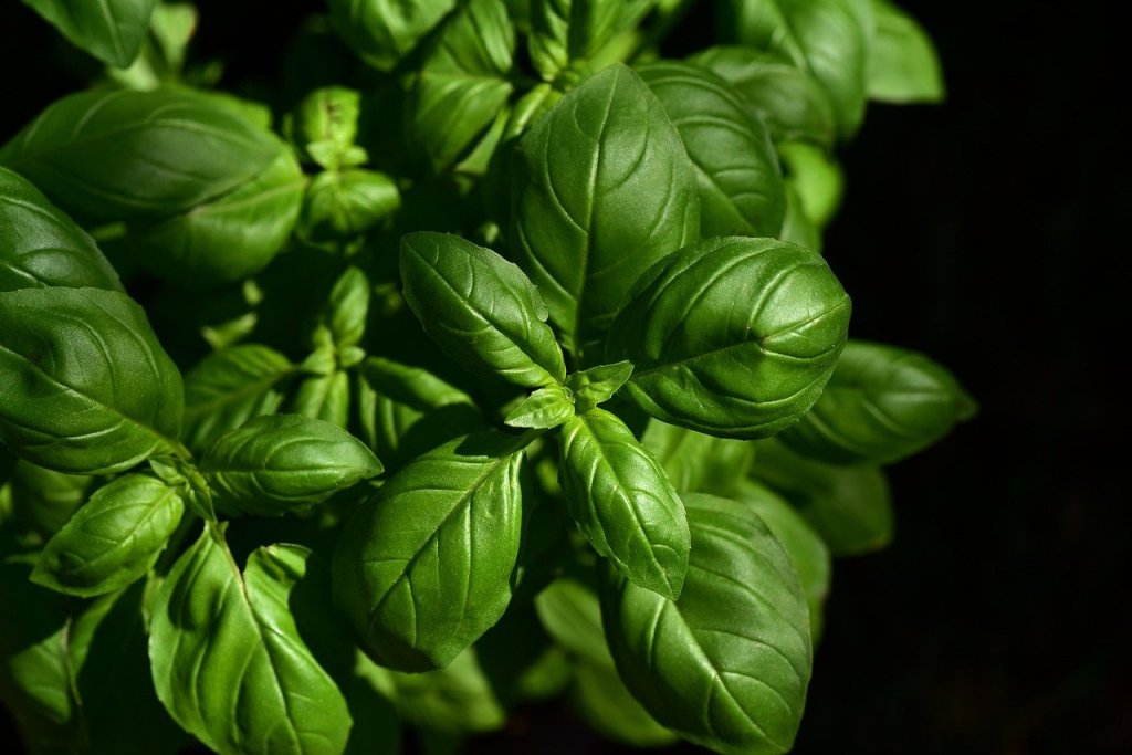 Basil  Rich in Antioxidant Compounds