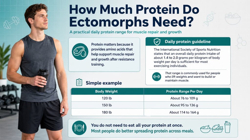 How Much Protein Do Ectomorphs Need?