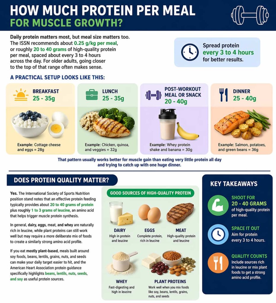 How Much Protein Per Meal for Muscle Growth?