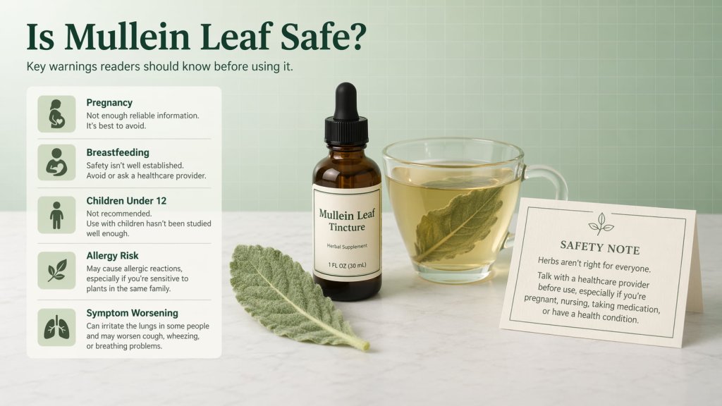 Is Mullein Leaf Safe?