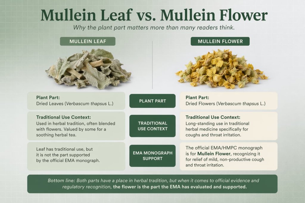 Mullein Leaf vs. Mullein Flower