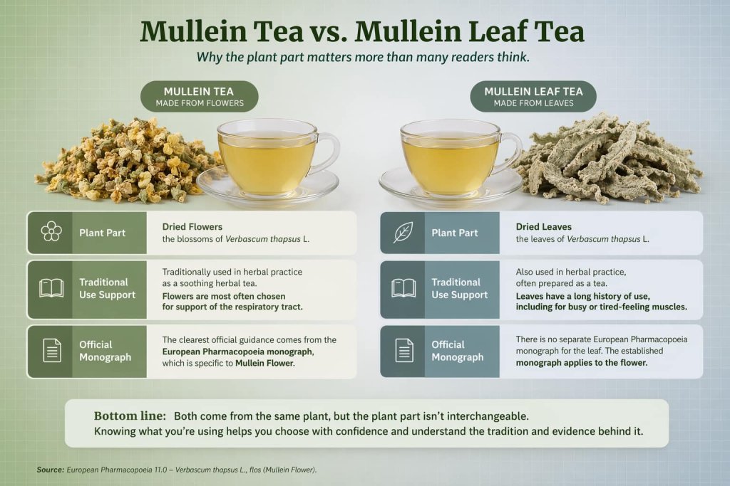 Mullein Tea vs. Mullein Leaf Tea