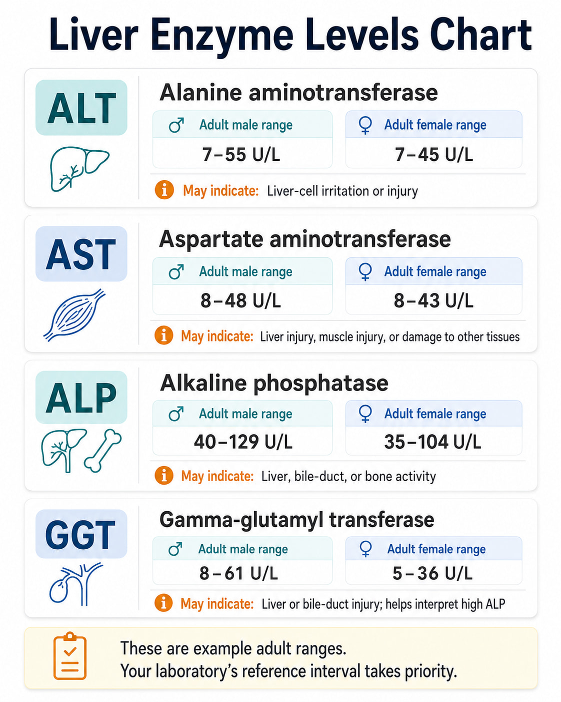 Liver Enzyme Levels Chart: Normal Adult Ranges