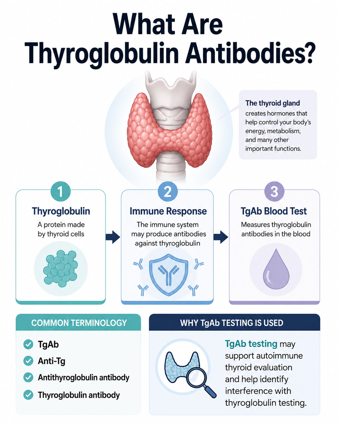 What Are Thyroglobulin Antibodies?