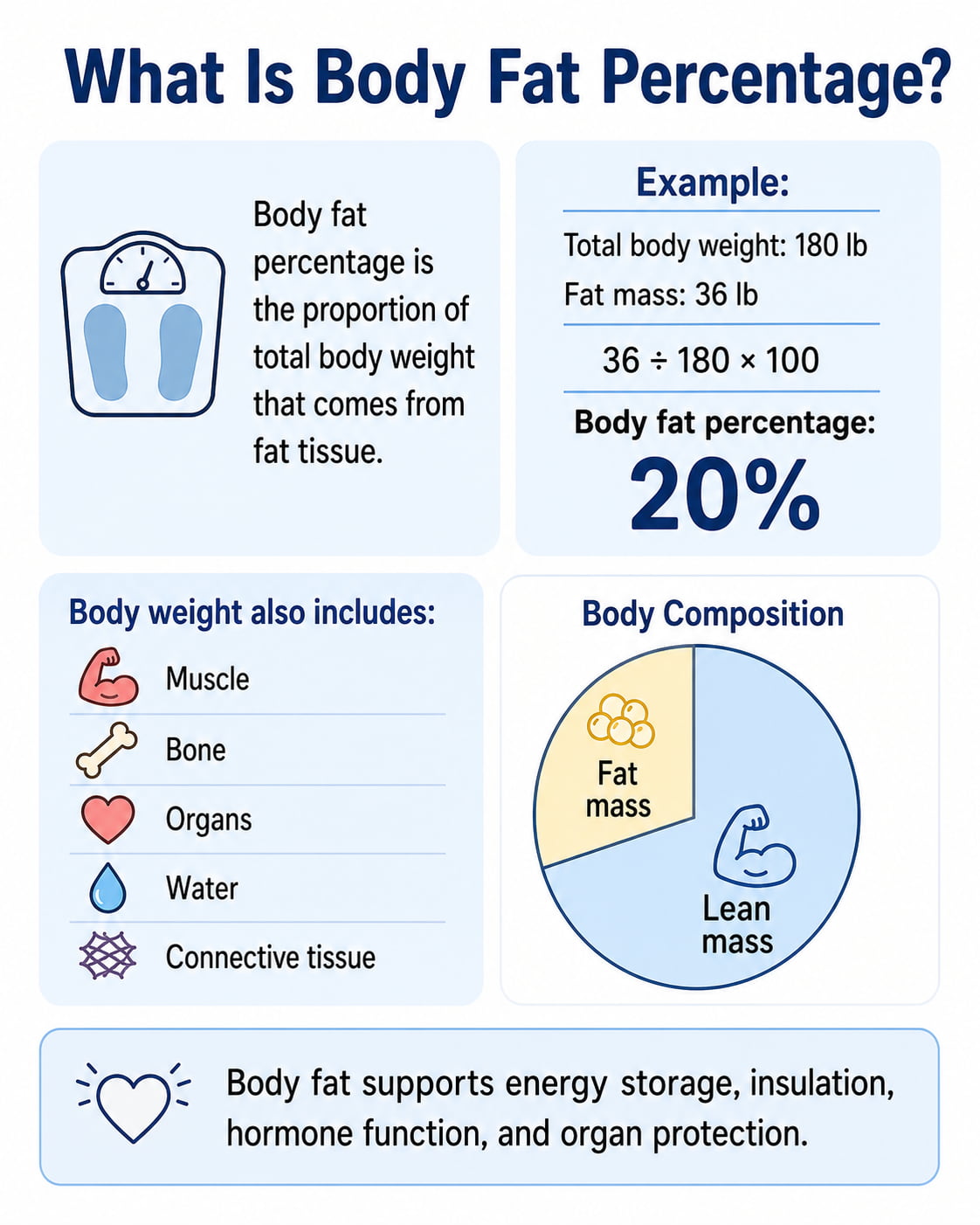 What Is Body Fat Percentage?