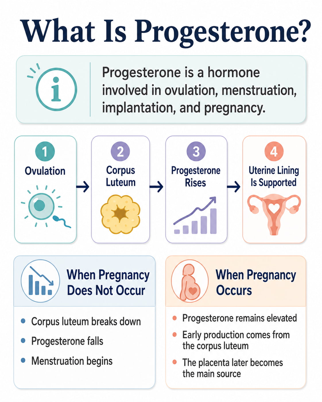 What Is Progesterone?