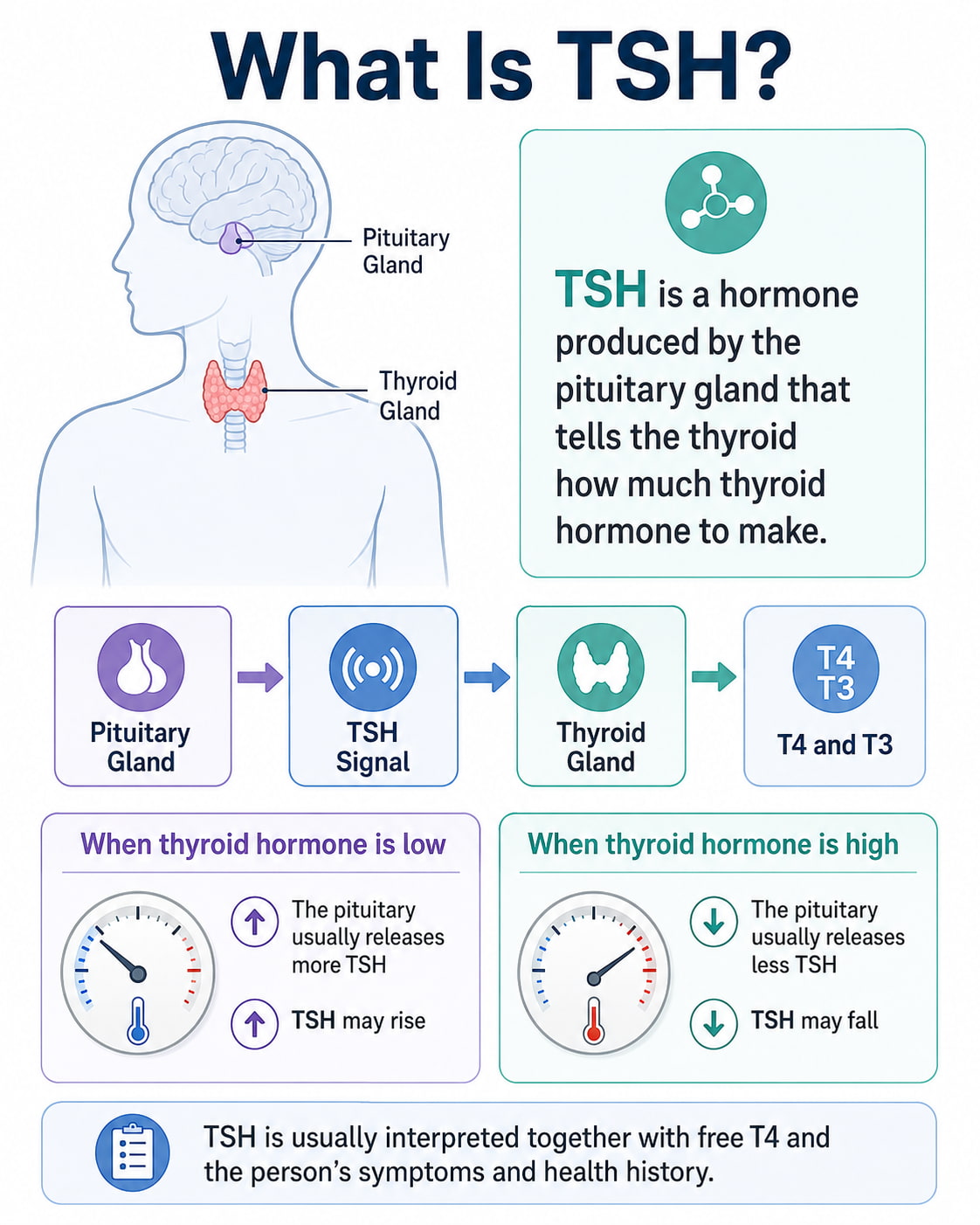 What Is TSH?