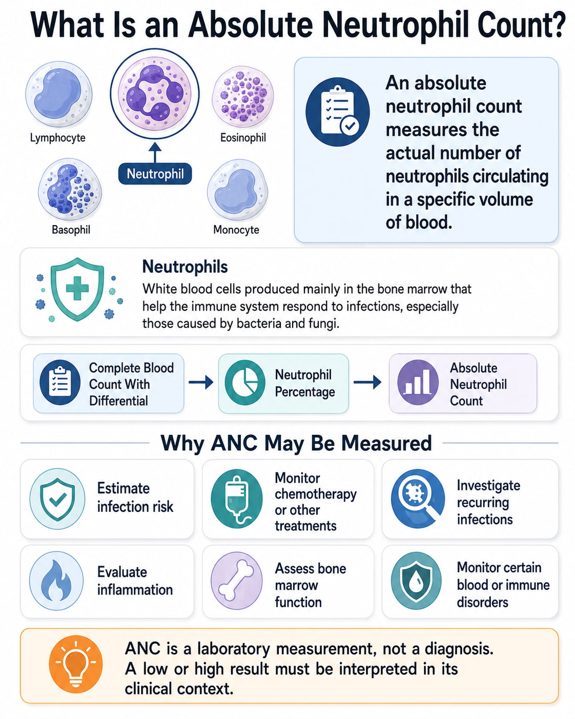 What Is an Absolute Neutrophil Count?