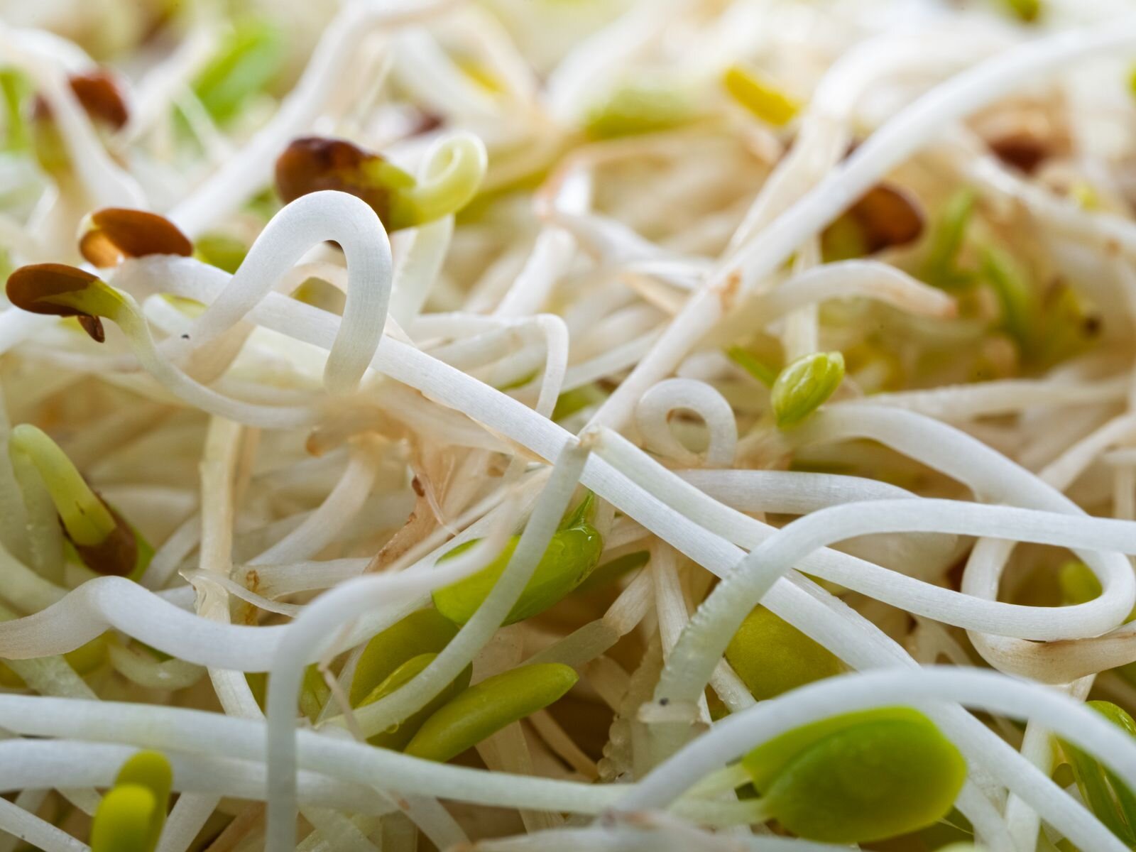 Benefits of Broccoli Sprouts: Nutrition, Research & Risks
