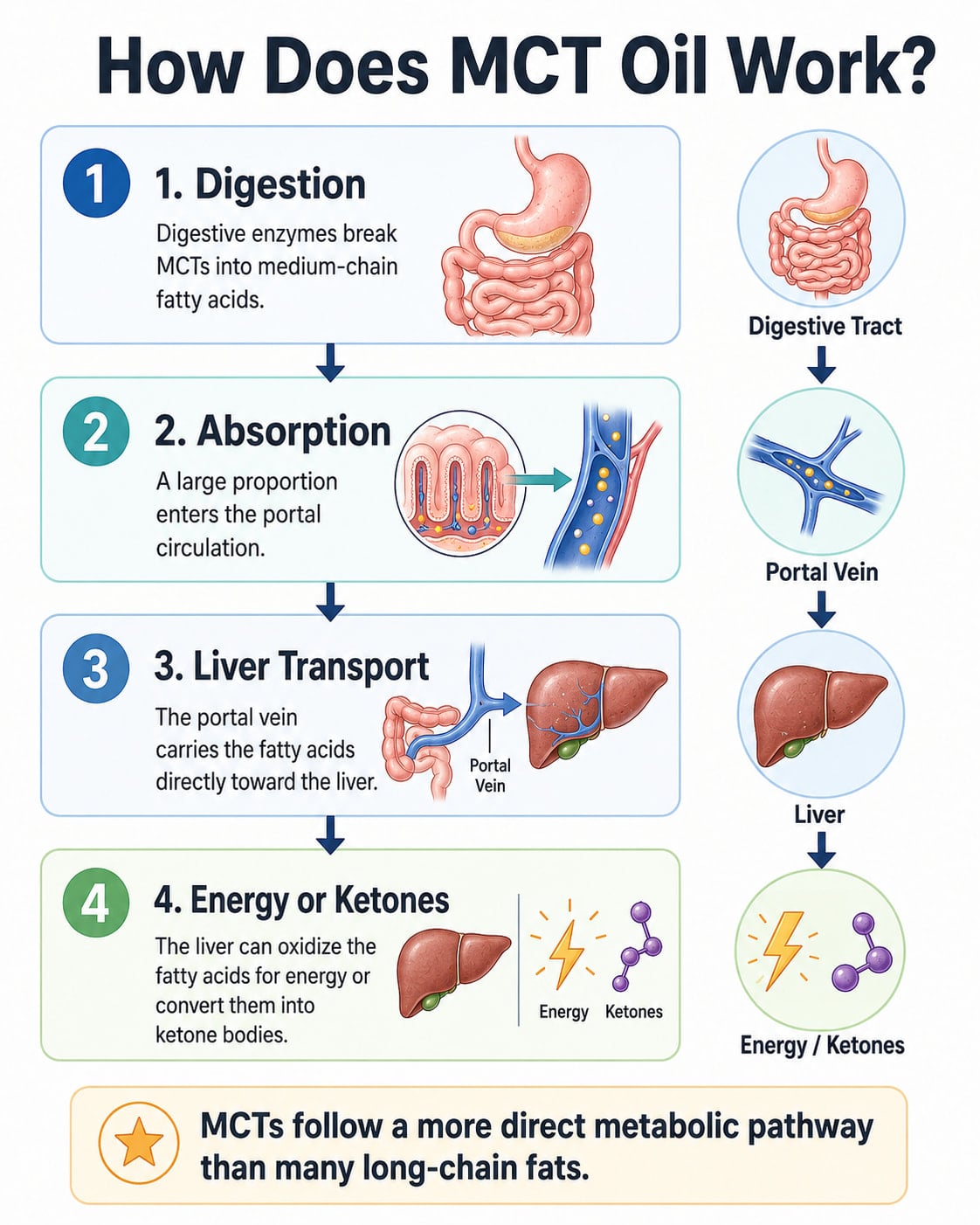 How Does MCT Oil Work?
