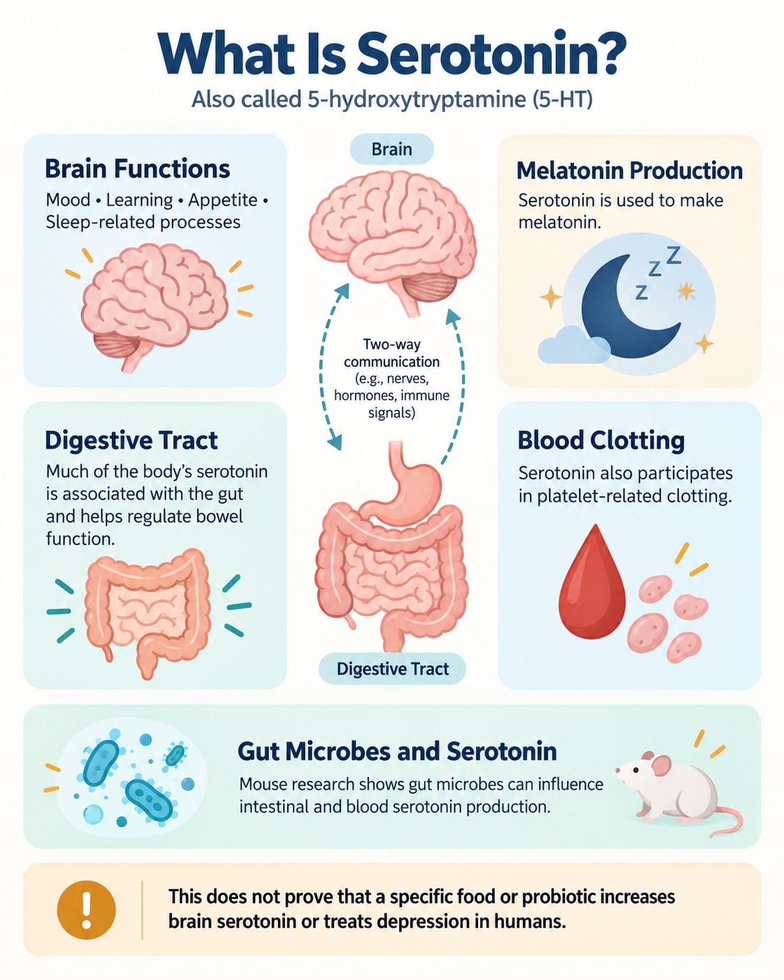 What Is Serotonin?