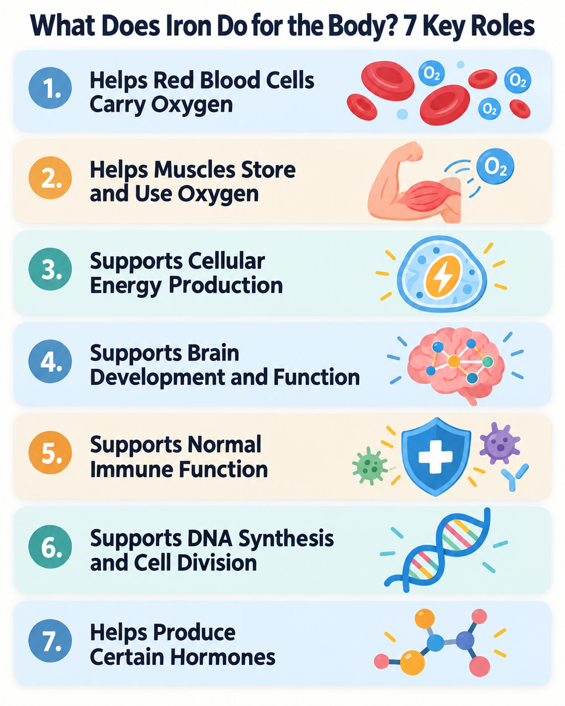 What Does Iron Do for the Body? 7 Key Roles